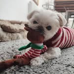 Donna Morris - @dinothedisableddog - Instagram