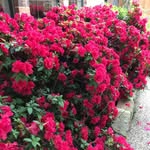 Dona Nelson - @dona.nelson.33 - Instagram