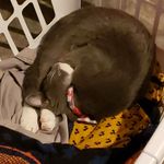 Donal Carroll - @funnykittycity2020 - Instagram