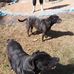 Donall CallingtheCorners Gallagher - Facebook