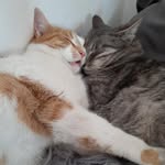 😻💗Donald a Mickey💗😻 - @donald_mickey_kittens - Instagram