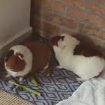 Donald+Mickey - @mickey_donald.2 - Instagram