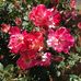 Donald Aronson - Facebook