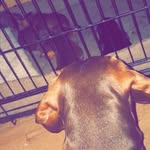 Sausage Dog! - @donald_ashmeed2020 - Instagram