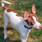 Donald Ashbaugh - @lucie.the.rat - Instagram