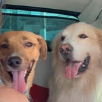 Donald & Bento - @donald_bento - Instagram