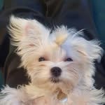 Blaise Nala - @donaldbilly70 - Instagram