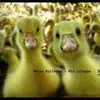 Donald Fiebing - @donald.fiebing - TikTok