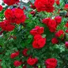 donald bright - @donald.bright8 - TikTok