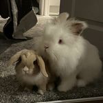 Donald And Sandy - @donaldandsandy_bunny - Instagram