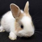 Donald bunny - @donald_bunny - Instagram