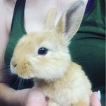 Donald Trump The Bunny - @donald_trump_bunny - Instagram