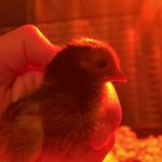 Donald McNugget - @donald.chick.mcnugget - Instagram