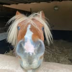 @donald_le_clown - Instagram