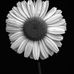 Donald Considine - Facebook
