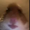 Gavin Singer - @donaldcorn210 - TikTok