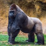 Donald Denning - @silverback3420 - Instagram
