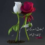 حاکم امیدوار - @donald_dillon_ - Instagram
