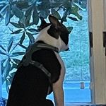 Donald Dugan - @donaldthebostonterrier502 - Instagram