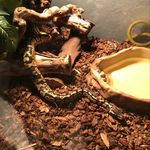 Donald Van Epps - @operation_reptiles - Instagram