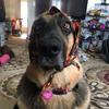 Dina Fahnestock - @mabelmae011115 - TikTok