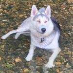 Kenai 🐺 - @kenai.donaldson.holness - Instagram