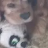 ronaldholtkamp837 - @ronaldholtkamp837 - TikTok