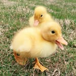 Donald And Daisee Howington - @donald.and.daisee.duck - Instagram