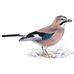Donald Jay - Facebook