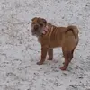 Donald Jerome Adin - @marcelineadinthesharpei - TikTok