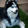 jesterodonald - @jesterodonald - TikTok
