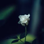 Donald Kent - @donaldkent5131962 - Instagram