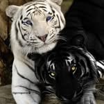 Donald Koenig - @donald.koenig.5 - Instagram