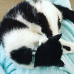Laura Cramer - @donaldlamars - Instagram