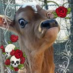 Donald Lorentz - Facebook