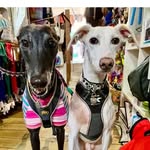 Donald and Raya rescue sighthounds living their best life ❤️ - @donald.lurcher_raya.greyhound - Instagram