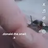 .donald.the.snail.x - @.donald.the.snail.x - TikTok