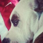 Donald Ogden - @donalddogde - Instagram