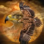 Donald Pearson - Facebook