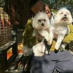 donald pets - @donald_pets - Instagram