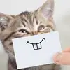 user4748333282980 - @donald_pet - TikTok