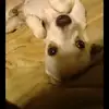 yo soy  el perrito tiktokero - @donaldpet1 - TikTok