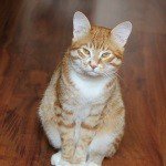 Pfeffer - @pfefferdonald853 - Instagram