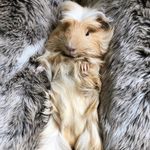 Donald 🐷 - @donald_the_piggie - Instagram