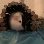 Donald🐹 & Edward🐹 - @donald.the.piggy - Instagram