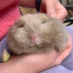 Donald - @donaldtheswisspiggy - Instagram