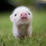 Donald_PIG - @donald_piggy - Instagram