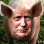 Nothing But Respect For My 🐷 - @piggydonald - Instagram