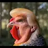 Donald Plump - @theoneandonlydonaldplump - TikTok