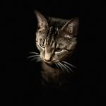 Donald Ridgeway - @donminotauro - Instagram